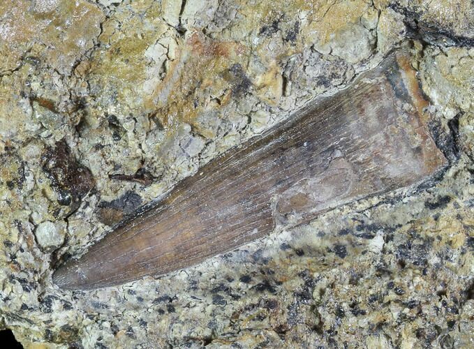 Fossil Crocodilian (Goniopholid) Tooth In Situ - Texas #88722
